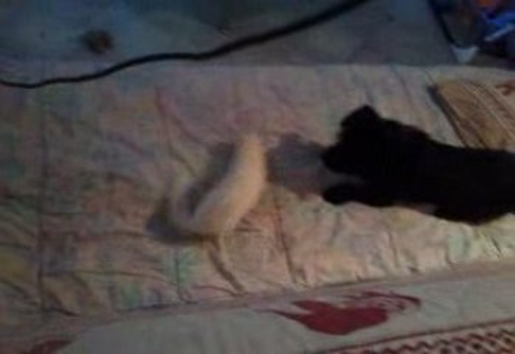 lenny et taz