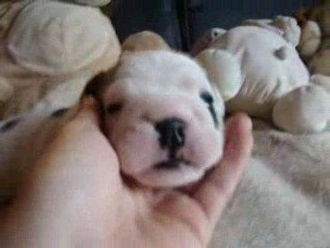 07.08.09 ERNESTINE 3 SEMAINES