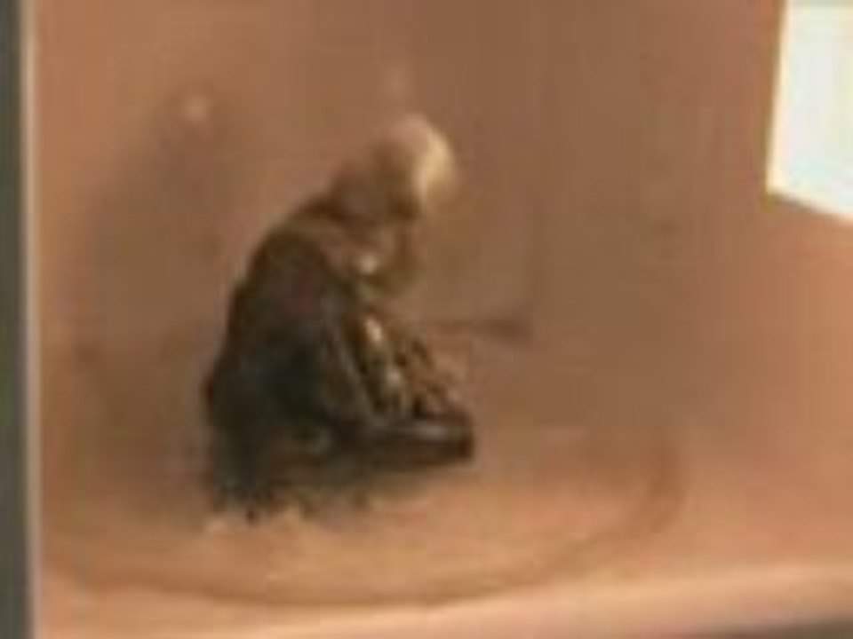 Téléphone portable dans un micro onde