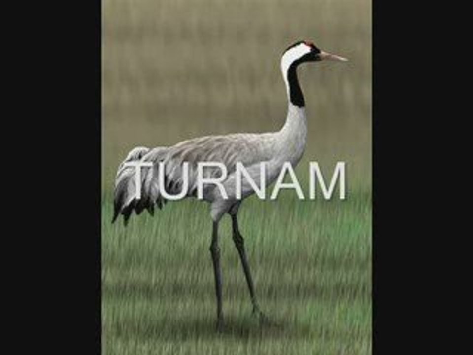 Yeninur Ada-Turnam Selam Söyle Yare...yavuz959