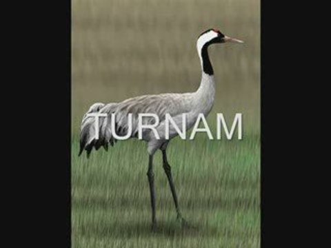 Yeninur Ada-Turnam Selam Söyle Yare...yavuz959