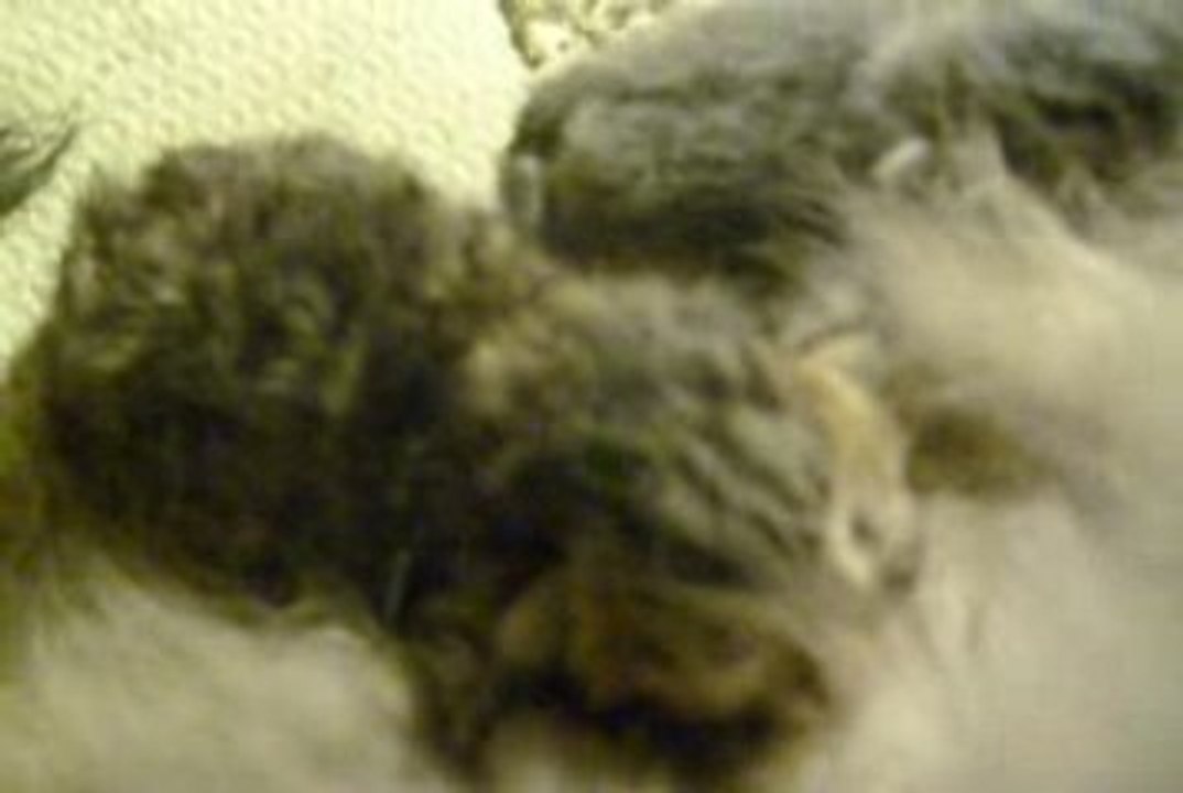 Les chatons