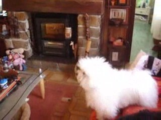 Bichons et le papillon