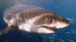 Shark Week 2009  Great White Appetite: Surprise Attack
