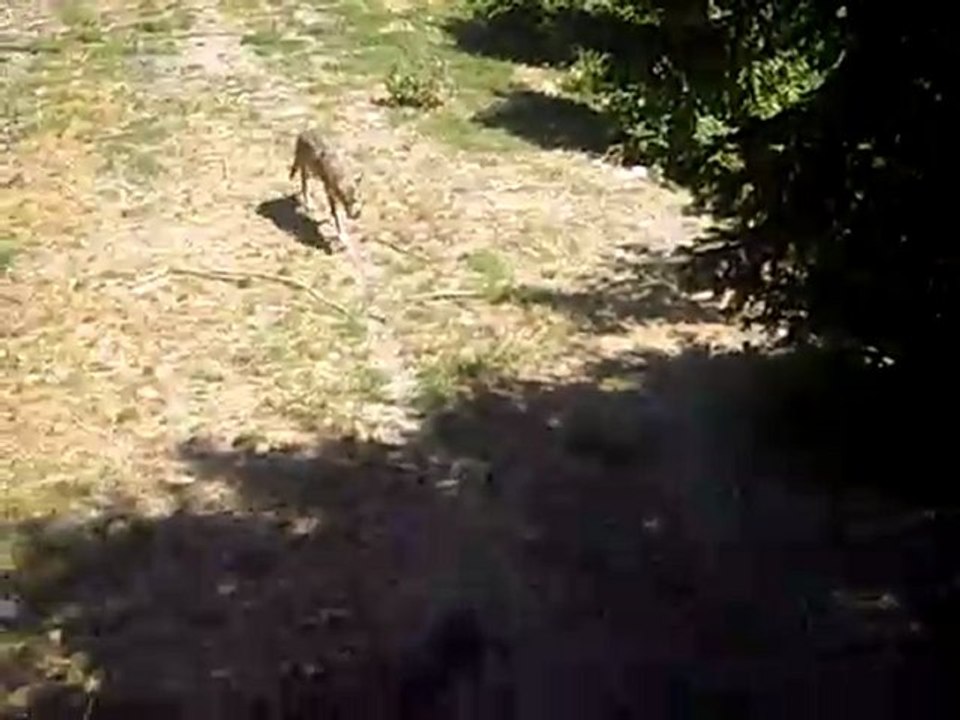 LOUPS