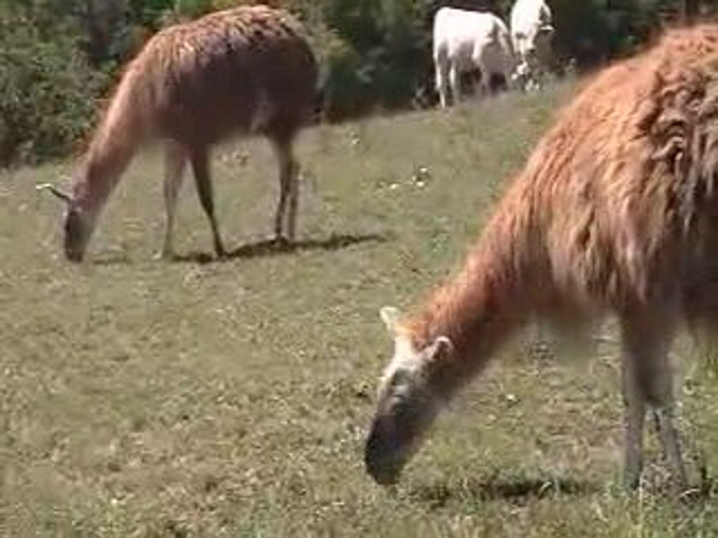 Strange French Farm Animals and Pets