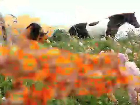 crinières et fleurs aux vents