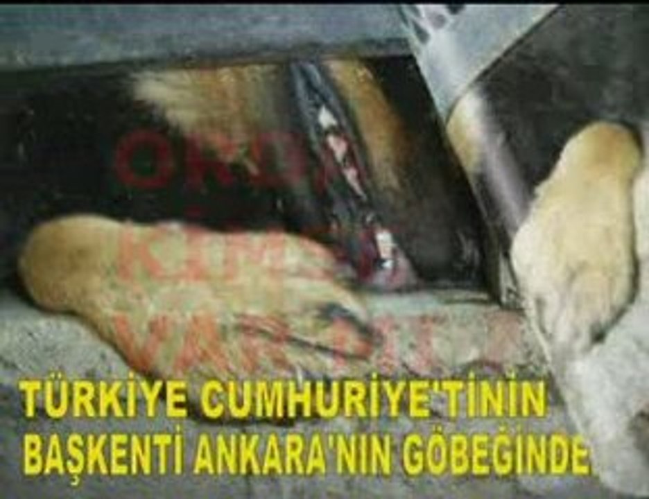 ORDA KiMSE VAR MI ? - GECELERi NASIL UYUYORSUNUZ ?