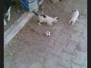yavru kedi top oynuyor 2