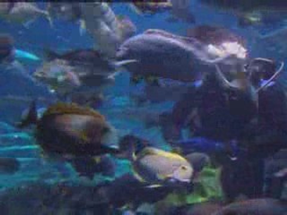 Marine ecosystem under threat