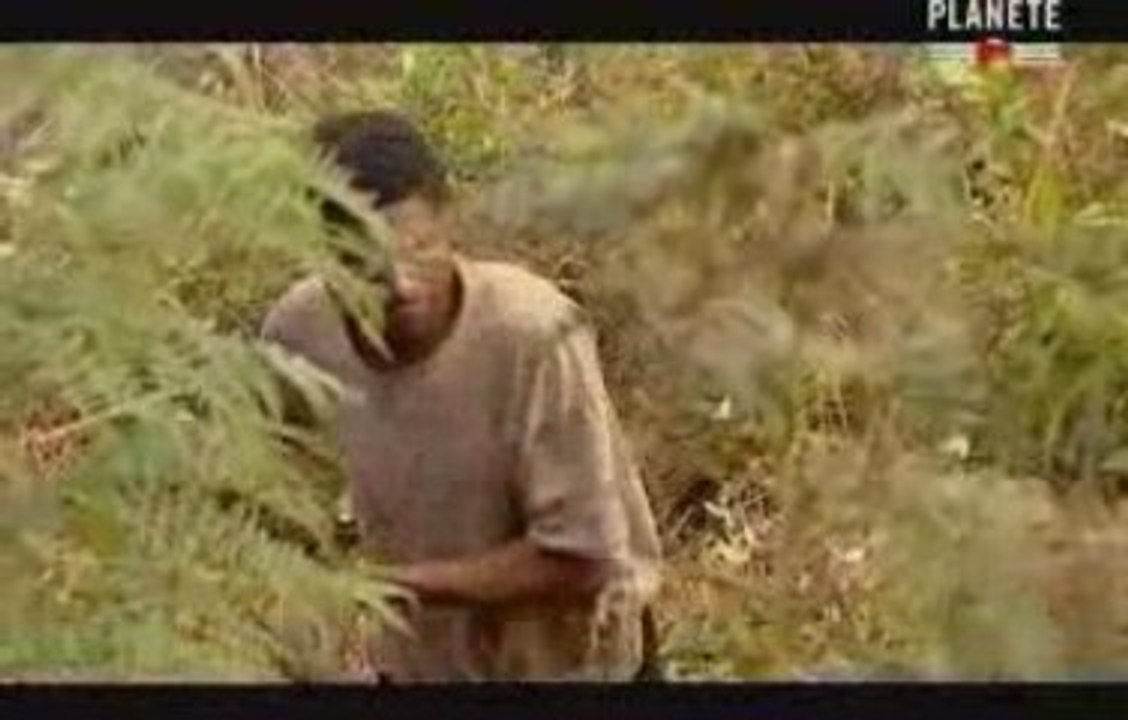 1 3 - Madagascar, des millions pour la déforestation