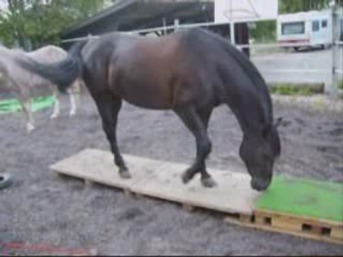 Zora, travail au sol et à cheval en liberté