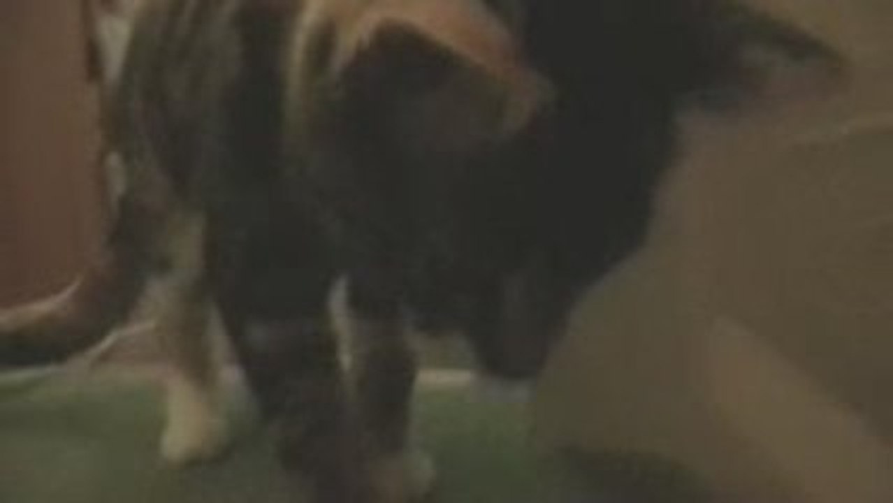 Bella Does Ninja Cat