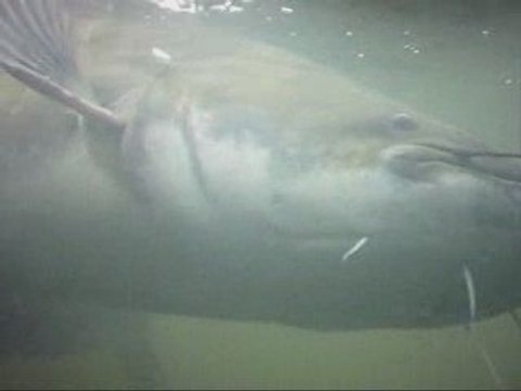 Silure float tube 1m50 HD - SUB - Yann et Fred à Pont-Mousson