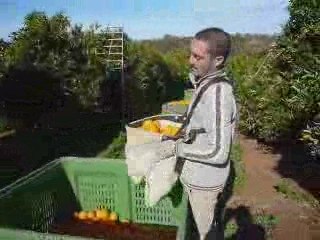 Orange picking