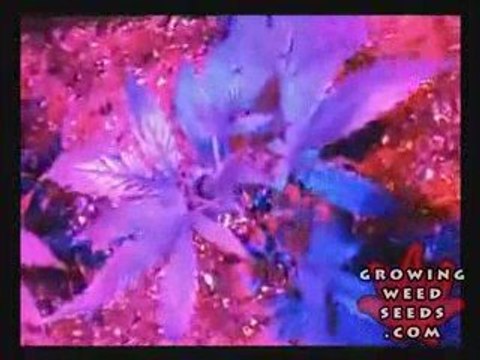 Tips and tricks for growing kush weed with LED lights - 1