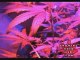 Tips and tricks for growing kush weed with LED lights - 5