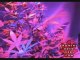Tips and tricks for growing kush weed with LED lights - 6