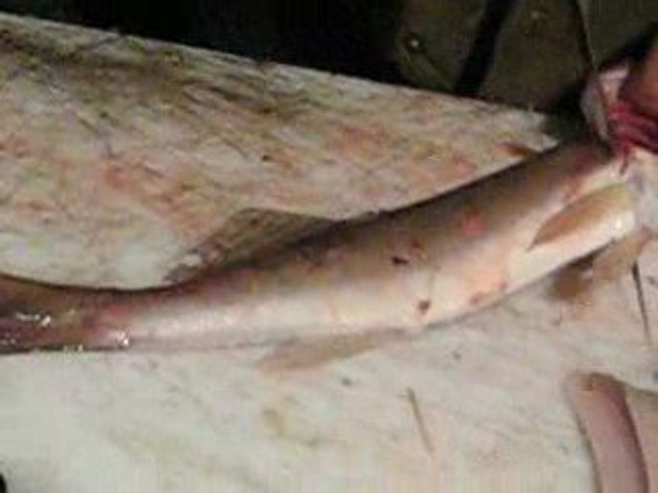 FAKO & DOGAN SUDAK AVIMIZ 07.8.2009 020