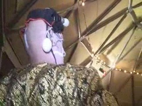 CIRQUE :Acro-Caval & ses étoiles...