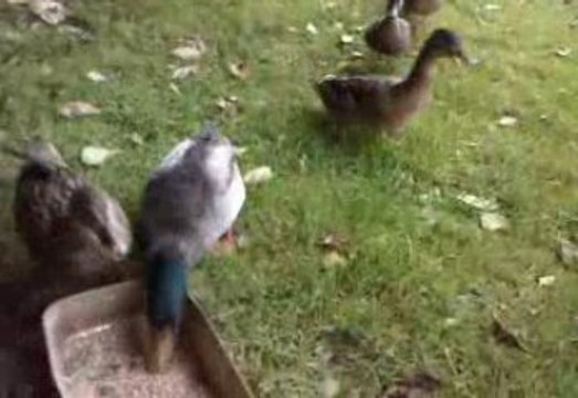 les canards a l'etang