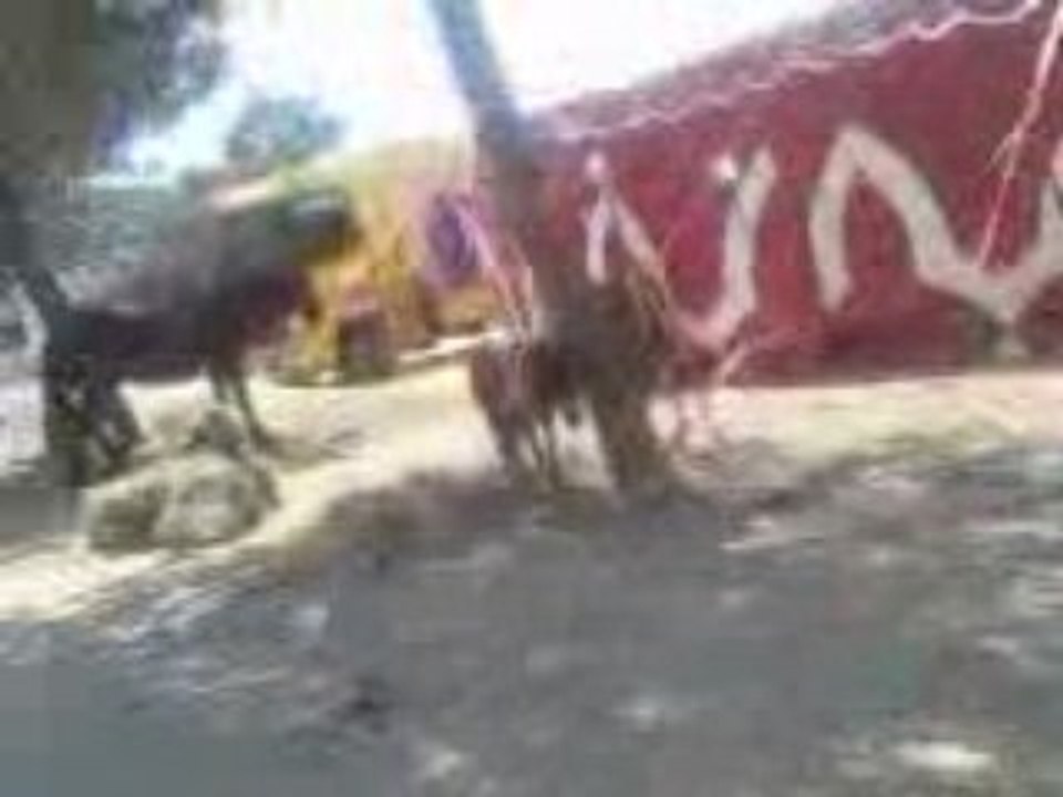 dans porticcio le lama et le cheval