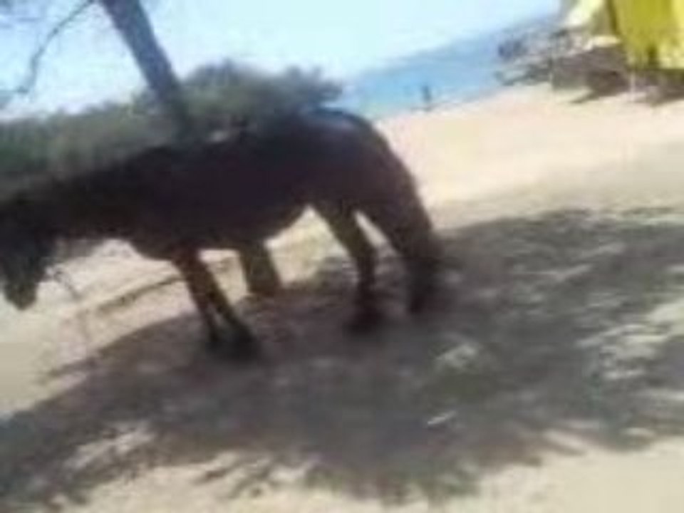 mwa dans porticcio avec la jument