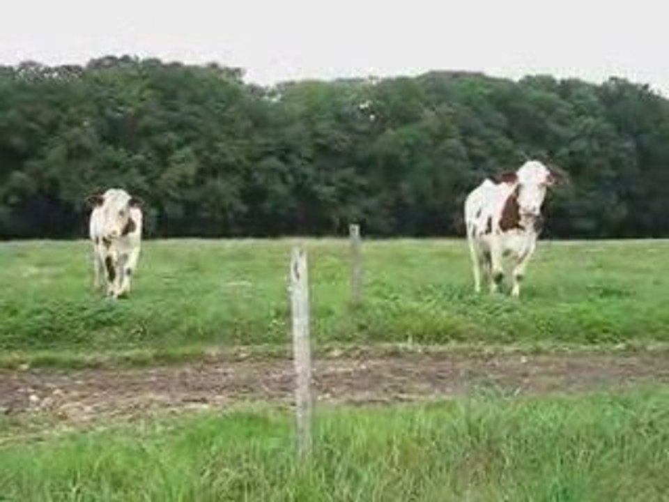 d'Jack & Benji à la ferme