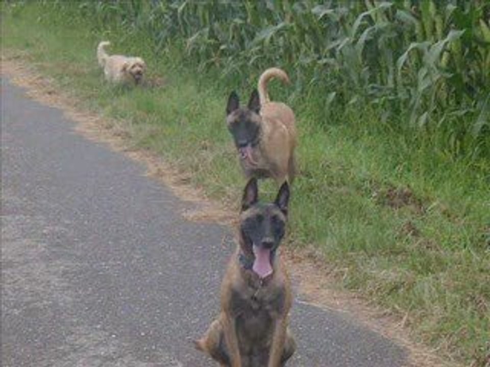 samedi 8 août 2009 promenade champs