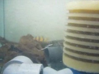 Cüce Cichlids ve Cüce Vatos