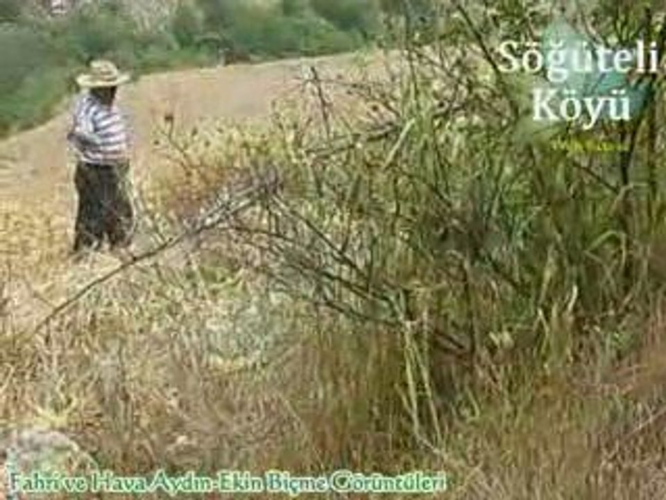 Söğüteli Köyü Fahri ve Hava Aydın'ın Ekin Biçme Görüntüleri