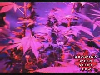 Tips and tricks for growing kush weed with LED lights - 10