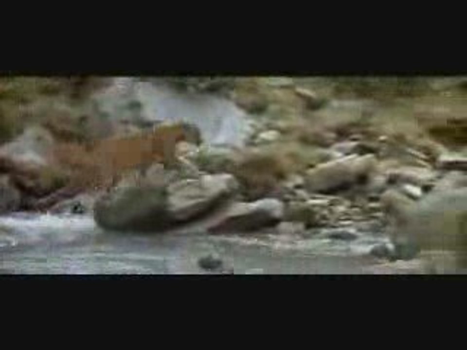 cougar