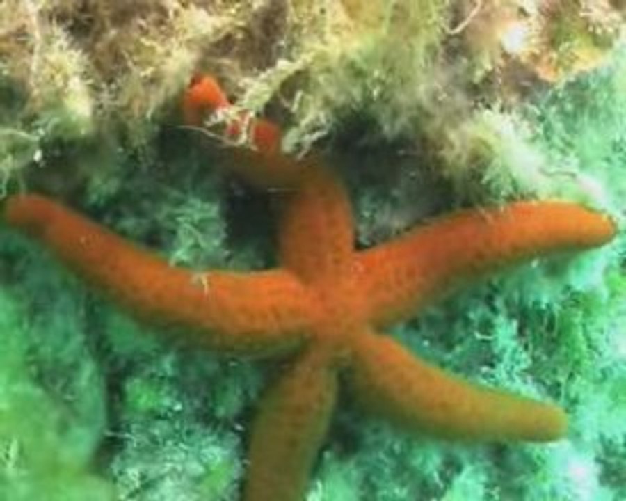 Plongée en Sicile / apogons