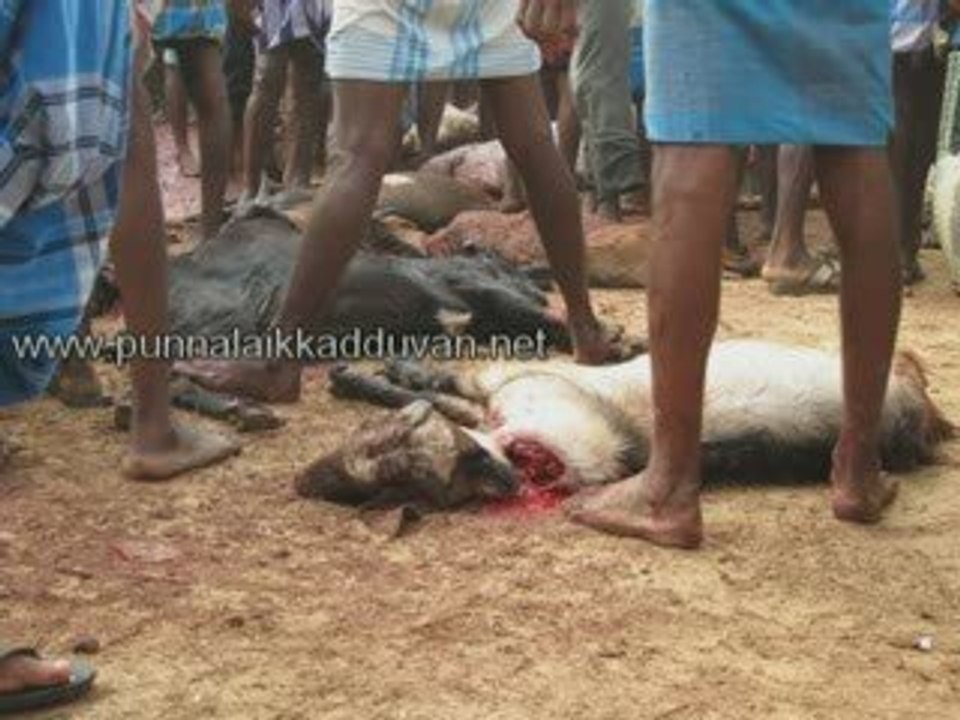 வேள்வி 2008 punnalaikkadduvan