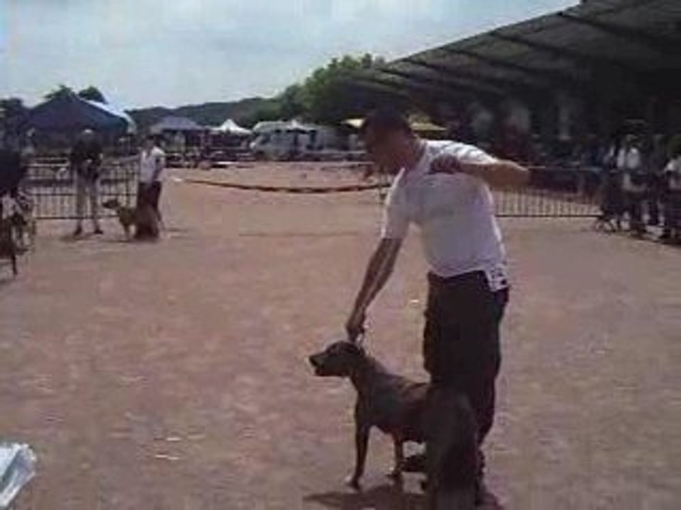 EXPOSITION CANINE DE CHATEL GUYON (63)