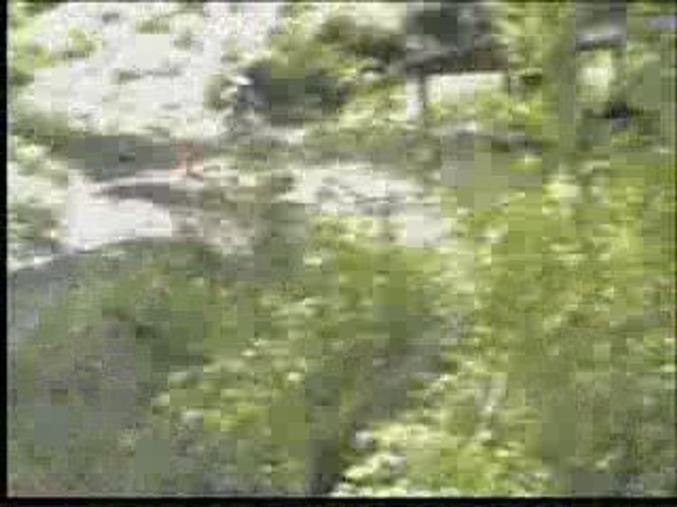 petit dimanche trankil