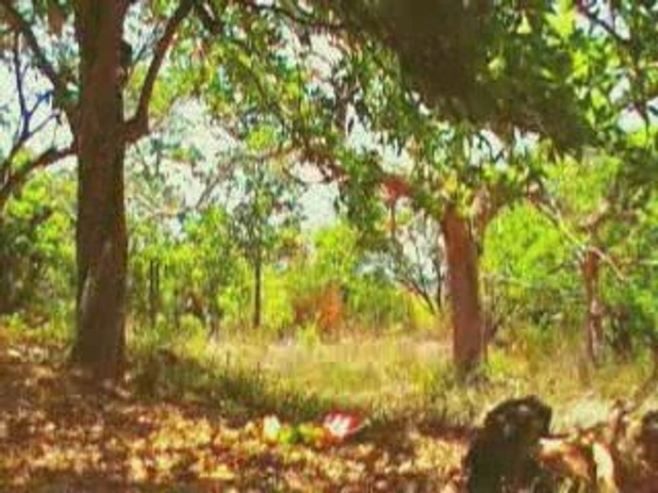 A ETERNA MALDIÇÃO DO CACIQUE SERIGY