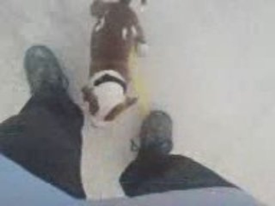 Pitbull VS Rottweiler