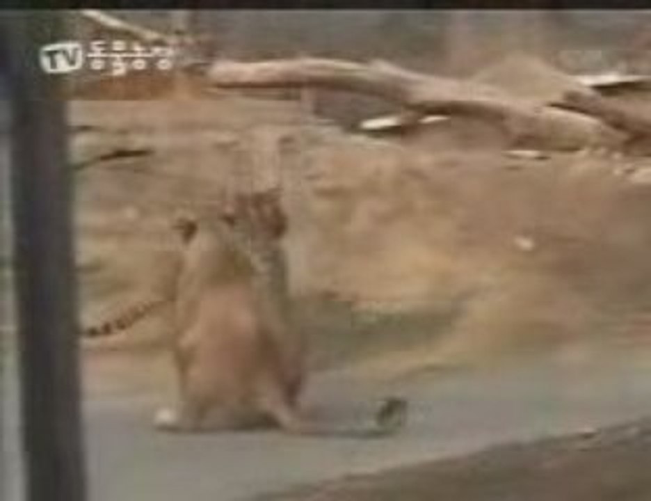 Tigre VS Lion