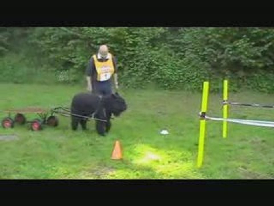 Concours d'attelage avec un bouvier des Flandres