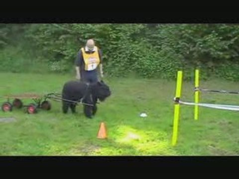 Concours d'attelage avec un bouvier des Flandres