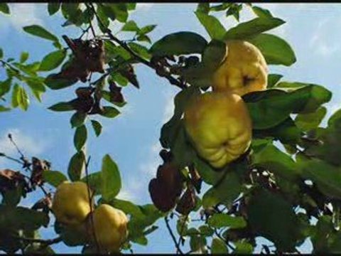 Tatiana Stepa- Totusi,toamna