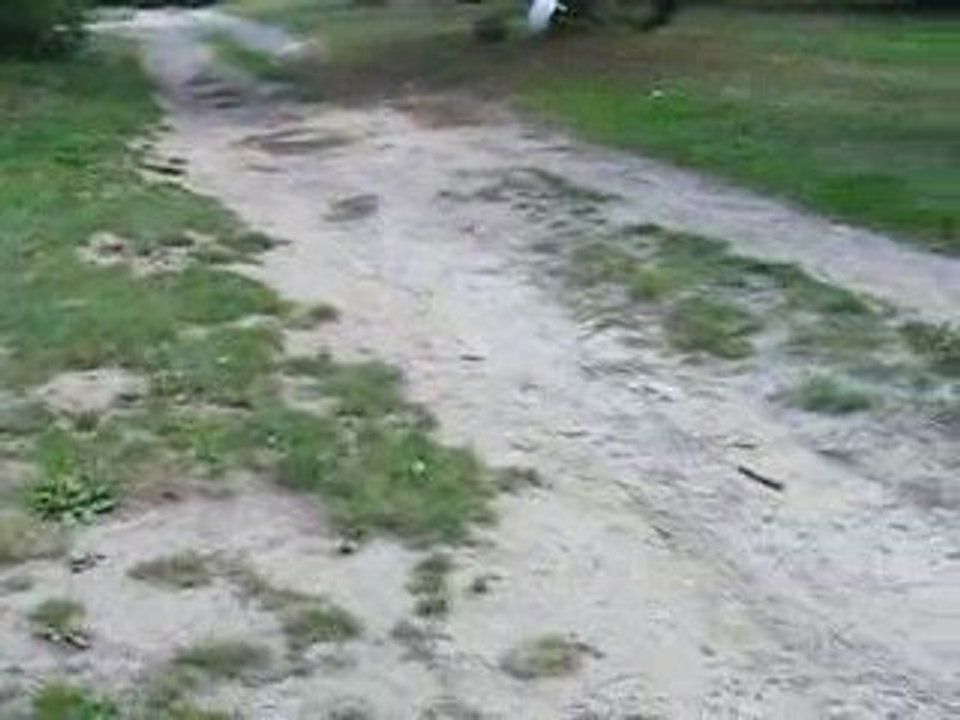 berger blanc suisse qui joue