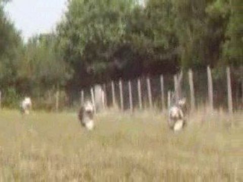 Estrela & Bearded Collie 08 2009