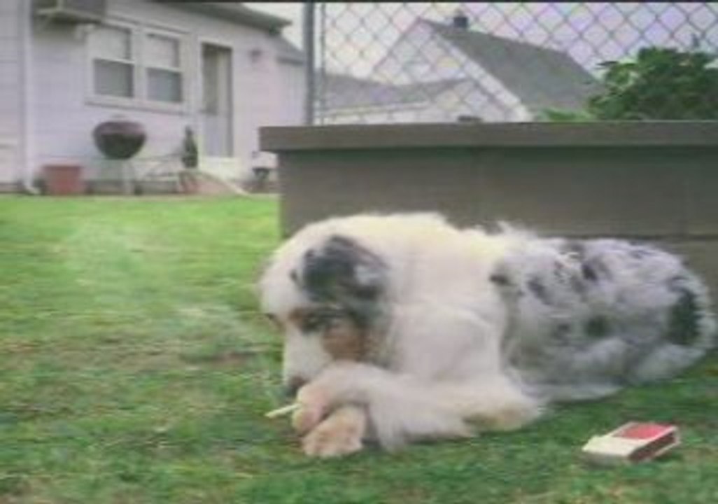 Clip_SmokingDog