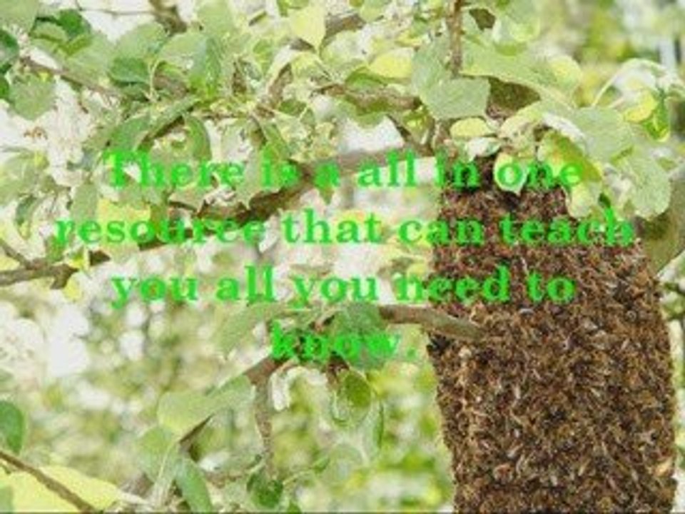 How to start  beekeeping for dummies beginners guide