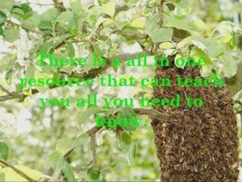 How to start beekeeping for dummies beginners guide