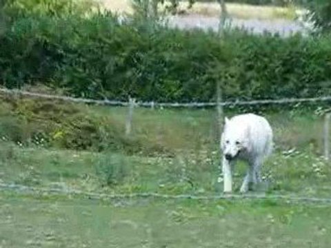 berger blanc suisse qui joue