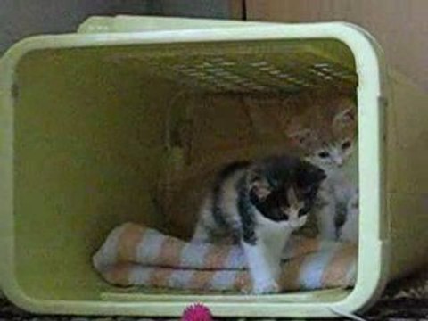 MIRRI & TEKIR 09.8.2009 005